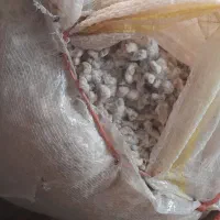 بذر پنبه