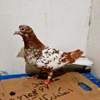 کارل میولمنز