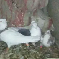 کبوتر پرشی|پرنده|بردسکن, |دیوار