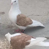 کبوتر