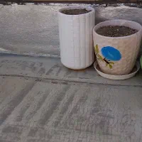 گلدان سفال|گل و گیاه طبیعی|قم, مهدیه|دیوار