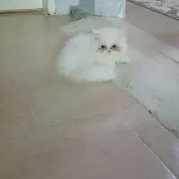 بچه گربه پرشین اشرافی