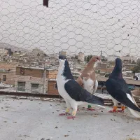 شهری|پرنده|شیراز, شهرک بهار|دیوار