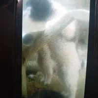 توله سگ قهدرجانی گله ایی