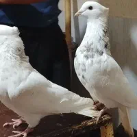 کفتر طوقی پاک بدونه یه پر غلط