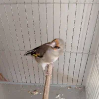 ماده سهره گل بلند