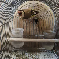 سهره ، گلبسر ، پرنده قفسی