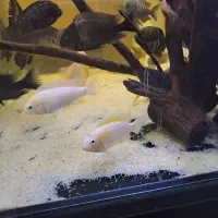 ماهی رد چیک