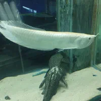 آروانا،سفره ماهی آکواریوم گلدفیش|ماهی|ملایر, |دیوار