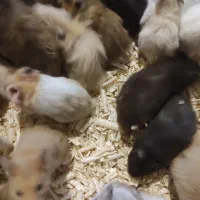 همستر ، رت ، موش سوری|موش و خرگوش|مشهد, احمدآباد|دیوار