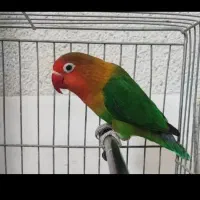 برزیلی اهلی جفت