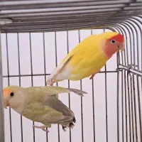 طوطی برزیلی|پرنده|بهار, |دیوار