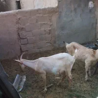 بز و کولار سانن|حیوانات مزرعه|طبس, |دیوار