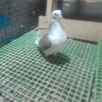 کفتر ساعت سنگین|پرنده|بومهن, |دیوار