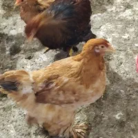 فروش مرغ و خروس برهما|حیوانات مزرعه|قنوات, |دیوار