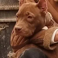 سگ پیت بول حرفه ای|سگ|بم, |دیوار