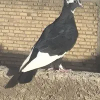 لیلک سیاه سه بردار