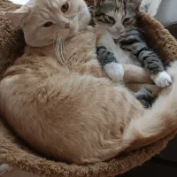 گربه اسکاتیش زرد|گربه|مشهد, سعد آباد|دیوار