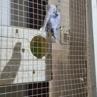 کوتوله|پرنده|سبزوار, شرق کال شمالی|دیوار