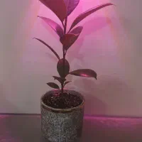 گل وگیاه|حراج|بجنورد, |دیوار