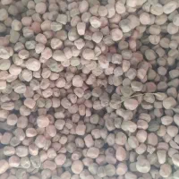 بذر نخودفرنگی|گل و گیاه طبیعی|گنبد کاووس, |دیوار