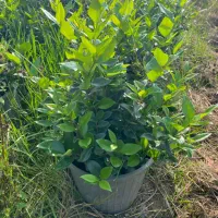 یاس سطل ۱۰ریشه پرس|خدمات باغبانی و درختکاری|لنگرود, |دیوار