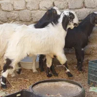 ۲ تروشت فروشی