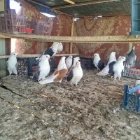 کبوتر دوکت|پرنده|نقده, |دیوار