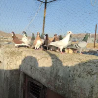 سلام خدمت دوستان ۲۲تا پلاکی تبعیدی بشرط