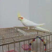 عروس هلندی|پرنده|بیجار, |دیوار