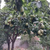 فروش یک پلاک 200متری شمالی|فروش زمین و ملک کلنگی|گلوگاه بابل (گلیا), |دیوار