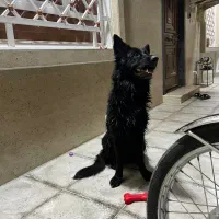 ماده ژرمن شولاین