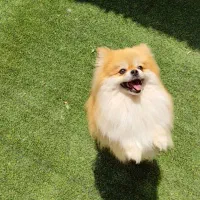 پامر خرسی وعروسکی|سگ|شیراز, اصلاحنژاد|دیوار