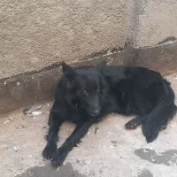 ماده ژرمن بلک شولاین پرپشم باشیب مناسب|سگ|مشهد, انقلاب|دیوار