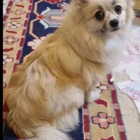 پامر اصل|سگ|اصفهان, شاه پسند|دیوار