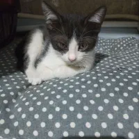 بچه گربه خانگی رایگان