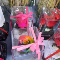 گل رز جاودان|گل و گیاه طبیعی|الوند, |دیوار