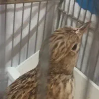 سهره خاکی...