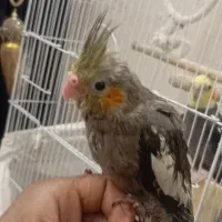 جوجه عروس هلندی