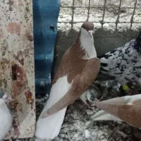 کبوتر پرنده|پرنده|قزوین, |دیوار