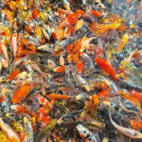 رنگین کمان کوی چرم سوپرباله