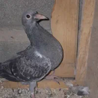 هشت جفت کبوتر پلاکی تخم گذارسالم|پرنده|ایذه, |دیوار