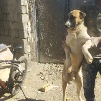 کوچوک 6ماهه گردن کلفت سر کله دار