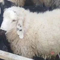 بره و بزغاله نر سبک وزن|حیوانات مزرعه|بیرجند, |دیوار