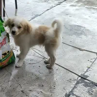 سگ پامر اشپیتز نر