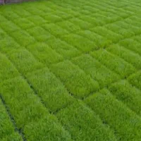 فروش توم نشا