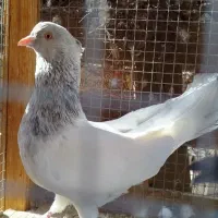 کله ای و طوقی