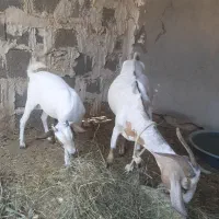 بز و کهره