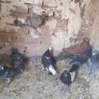 کفتر رنگی و پلاکی|پرنده|فردیس, فردیس|دیوار