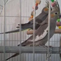 عروس هلندی نر